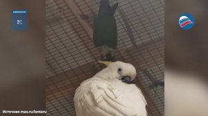 «Отравили газом пернатых друзей»: СК возбудил дело после гибели более 50 попугаев в Ленобласти