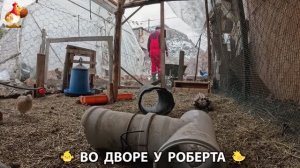 Содержание кур в домашних условиях и других птиц во дворе у Роберта 🐣🐤🦆🐔🪿🦃 (466)
