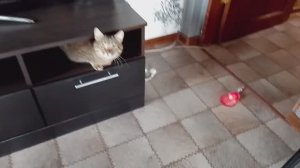 Интерактивная игрушка для кошек и собак/Погода мерзкая/Моя кошка хочет лето/Орхидея скинула цветы/