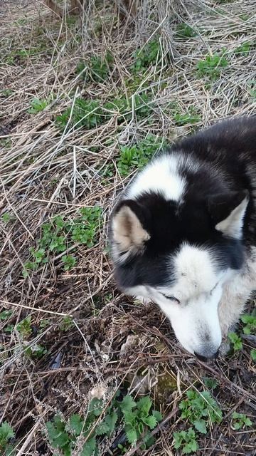 Пёс пробует ростки рогоза. На самом деле от свежих огурцов они не особо отличаются по вкусу.
#рогоз