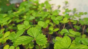 Дачные истории. Рассада в первой половине апреля 2026