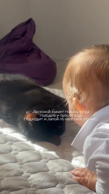 Кошка которая любит детей 