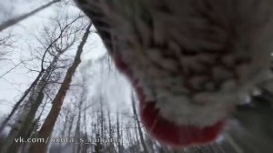 Бегаем за лосями в Удмуртии. Иногда догоняем, но это непросто.....