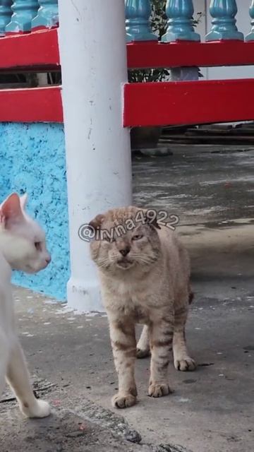 подборка мартовских котов, вернувшихся домой