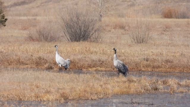 Возвращение перелетных птиц