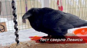 Делаем игрушку из пня! Проверили мост через речку / Обзор мини-фермы крыс и новых инструментов.