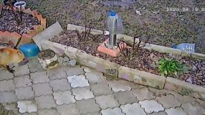 Самообслуживание на рассвете.