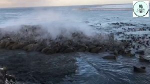 ПОЛУОСТРОВ ЯМАЛ СЕНТЯБРЬСКИЕ МОРЖИ