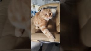 играю с котиком 2 часть 😺