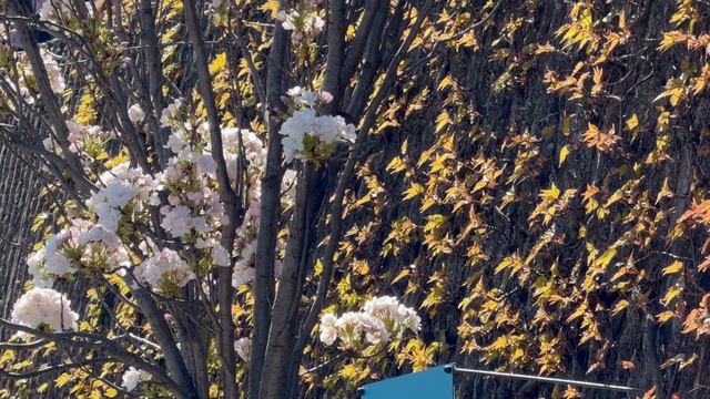 🇸🇰🇸🇰 Братислава 🇸🇰🇸🇰Весенние цветы 🇸🇰🇸🇰