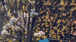 🇸🇰🇸🇰 Братислава 🇸🇰🇸🇰Весенние цветы 🇸🇰🇸🇰