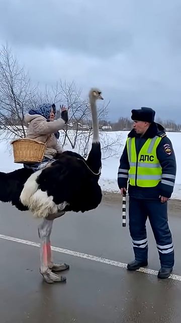 Новый транспорт пенсионеров