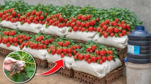 Лайфхак по выращиванию клубники 🍓 Автоматический полив для экстремально высокого урожая
