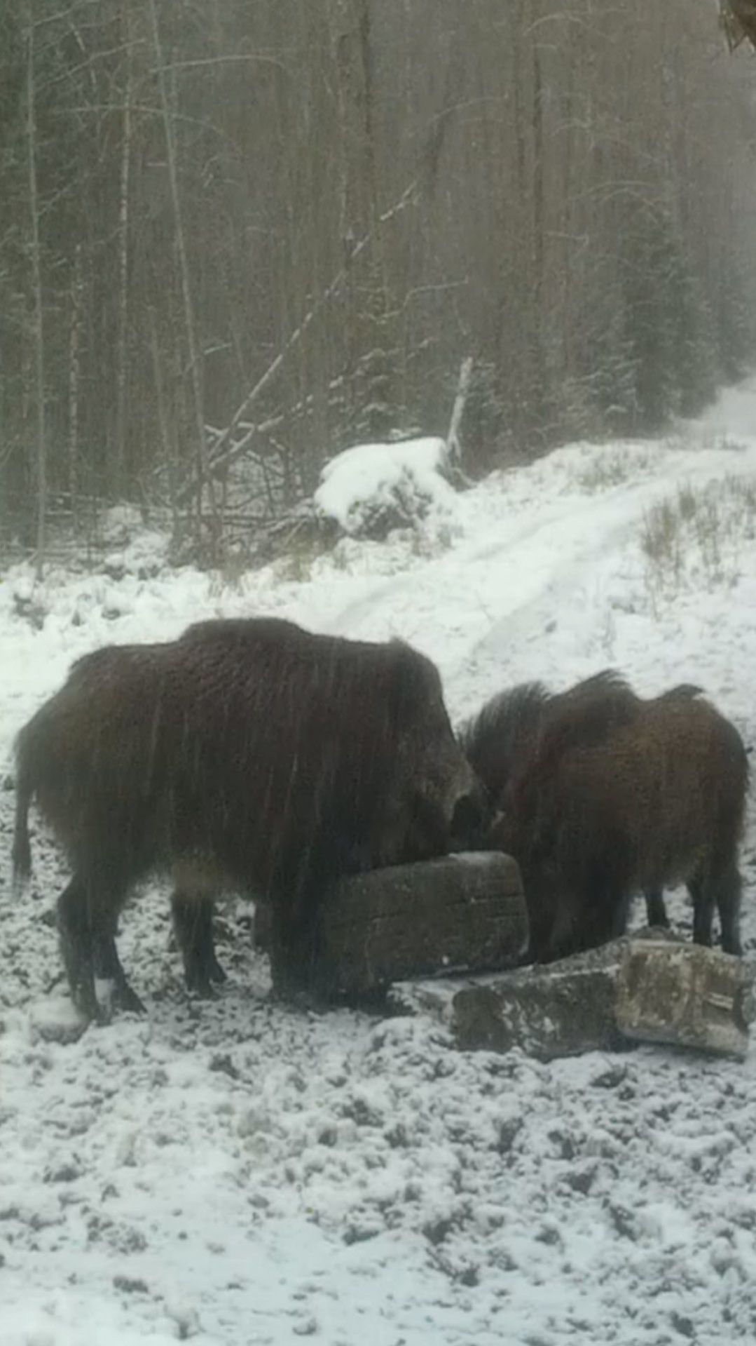 НАГЛОСТЬ КАБАНОВ: Смели кормушку и колесо