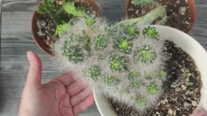 Кактусы с мусорки