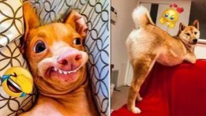 СМЕШНЫЕ КОТЫ | ЛУЧШИЕ ПРИКОЛЫ С КОТАМИ, КОШКИ, ЖИВОТНЫЕ, СМЕШНОЕ ВИДЕО