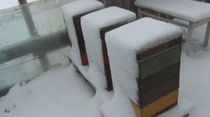 Пчёлы и катаклизмы природы.