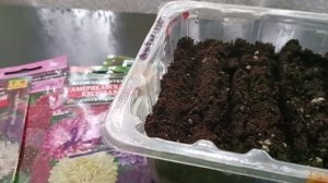 Астры не взошли. Как буду сеять повторно