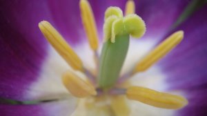 Узнай тайну раскрытых бутонов прямо сейчас! Парад тюльпанов 2026 в Ялте