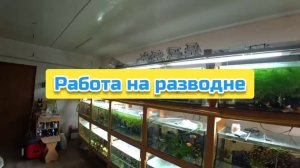 Работа на разводне