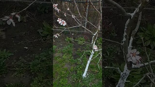 Весенний сад