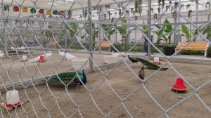 Павлины, курицы 🦚 🐔 Бухарский Ботанический парк 01.04.2026