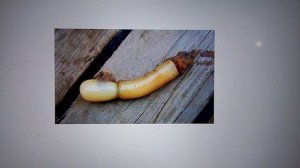 подводные монстры часть 2