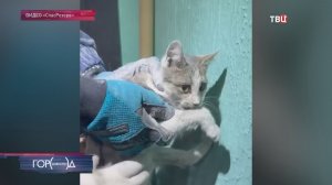 В Москве спасли котенка, застрявшего за электрощитком