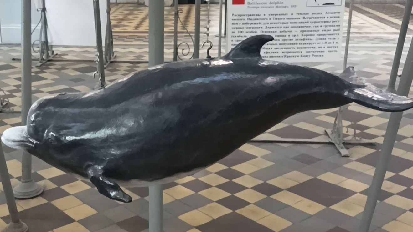 Зоологический музей _ 1 часть