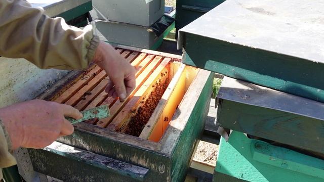 Расширяю гнезда  пчел -не смотря на похолодание.