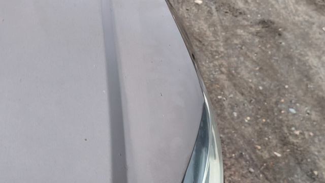 polo коричневый