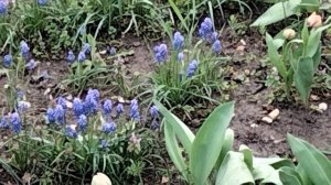 Цветут тюльпаны,мускари,нарциссы,гиацинты.