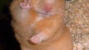 Притча про хомяка (спорщика)