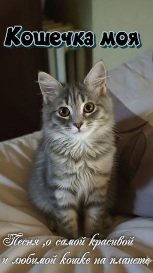 Кошечка моя