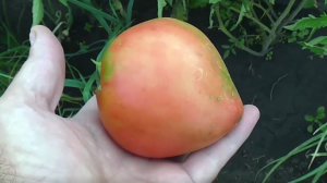 О выращивании помидоров