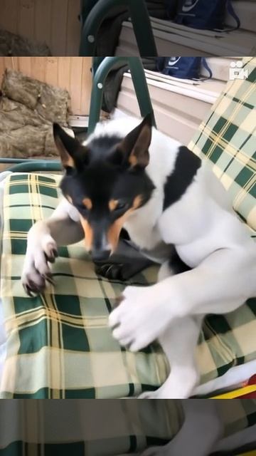 Мой песик- оборотень, магия наяву