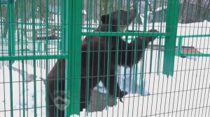 В Сочи снег обрадовал медведя Винни, спасенного из разорившегося сафари-парка