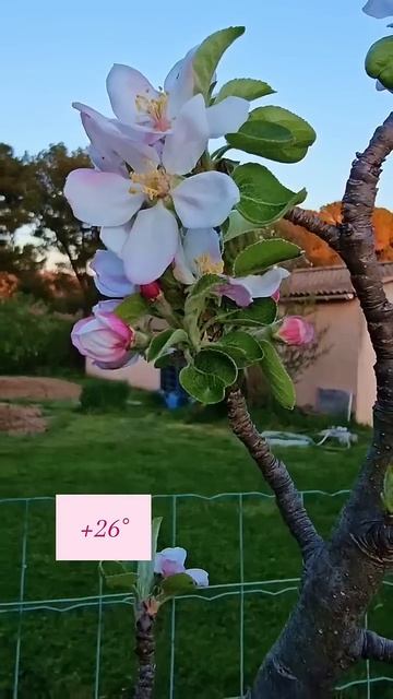 Один раз в год сады цветут!