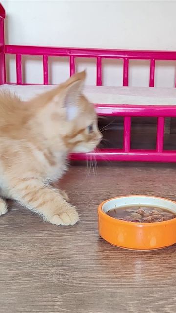 Котенок никому не позволяет подойти к кормушке.