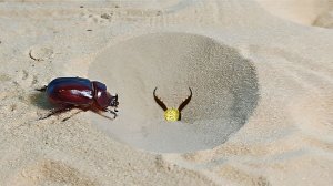 Что если Жук Носорог попадет в ловушку Муравьиного льва?