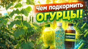 ОЧЕНЬ важная подкормка огурцов в плодоношении. Внимательно читайте описание к подкормкам!