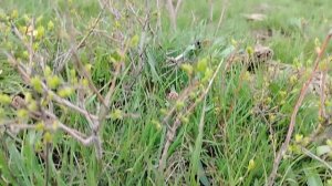 Первоцветы. Адонис весенний.