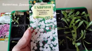 Прошел месяц со дня посева. Что взошло и как растет......