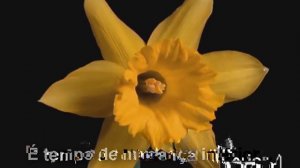 Цветы распускаются. Очень красиво.