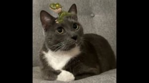 10 ПОДПИСЧИКОВ
*Песня на 10 под*