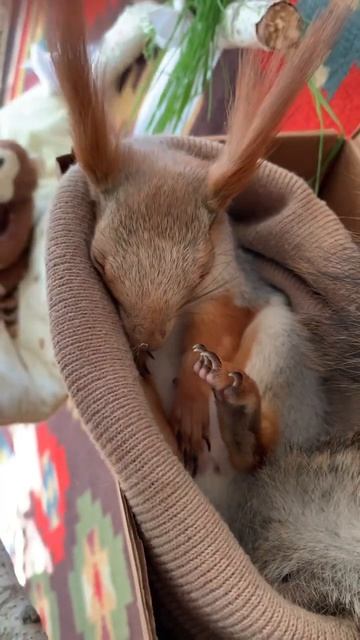 Как Белка спит после прогулки  #funny #youtubeshorts #funnyvideo #squirrel ##video