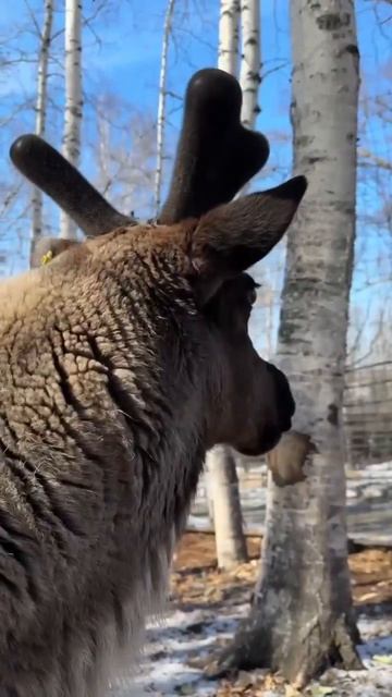 У МОРСИКА РАСТЕТ НОВАЯ КОРОНА!