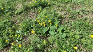 ХОМУТОВСКАЯ СТЕПЬ весна 2026