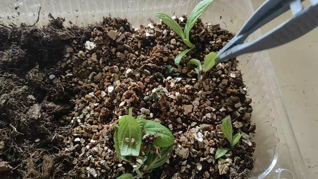 МЕНЯ ПОСТИГЛА НЕУДАЧА!! ЧЕРЕНКОВАНИЕ МЕТЕЛЬЧАТОЙ ГОРТЕНЗИИ ПОЧКОЙ #черенкованиегортензии #гортензия