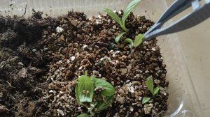 МЕНЯ ПОСТИГЛА НЕУДАЧА!! ЧЕРЕНКОВАНИЕ МЕТЕЛЬЧАТОЙ ГОРТЕНЗИИ ПОЧКОЙ #черенкованиегортензии #гортензия